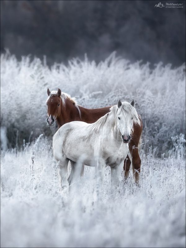 Алтай, Горный Алтай, осень, лошади, Мульта, Мультинские озера, Россия, Russia, Horse, autumn DOMINOphoto preview