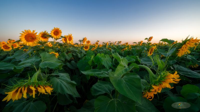 Рассвет в подсолнухах фото превью
