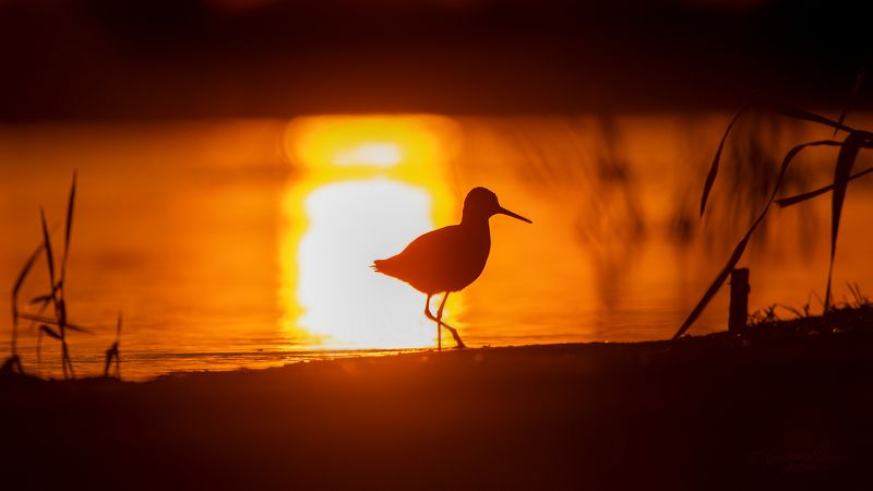 Tringa totanusphoto preview