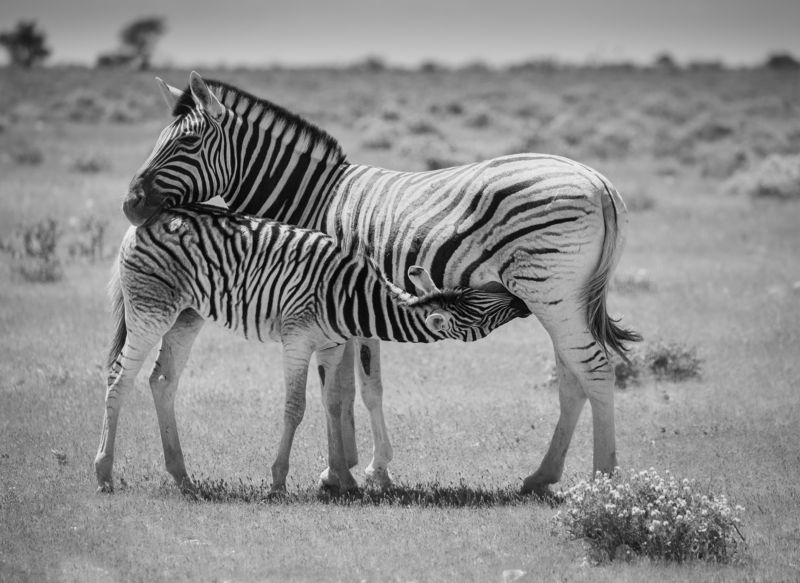 safari, zebra, africa, namibi, animal, animals, willife Zebra foal\'s breakfastphoto preview