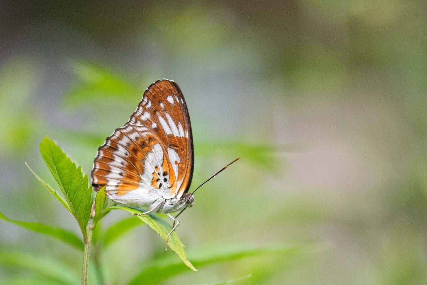 #butterfly, Benny Chan