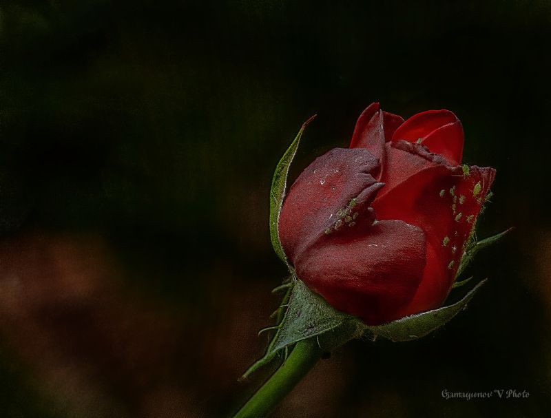 В тёщенькином палисадникеphoto preview