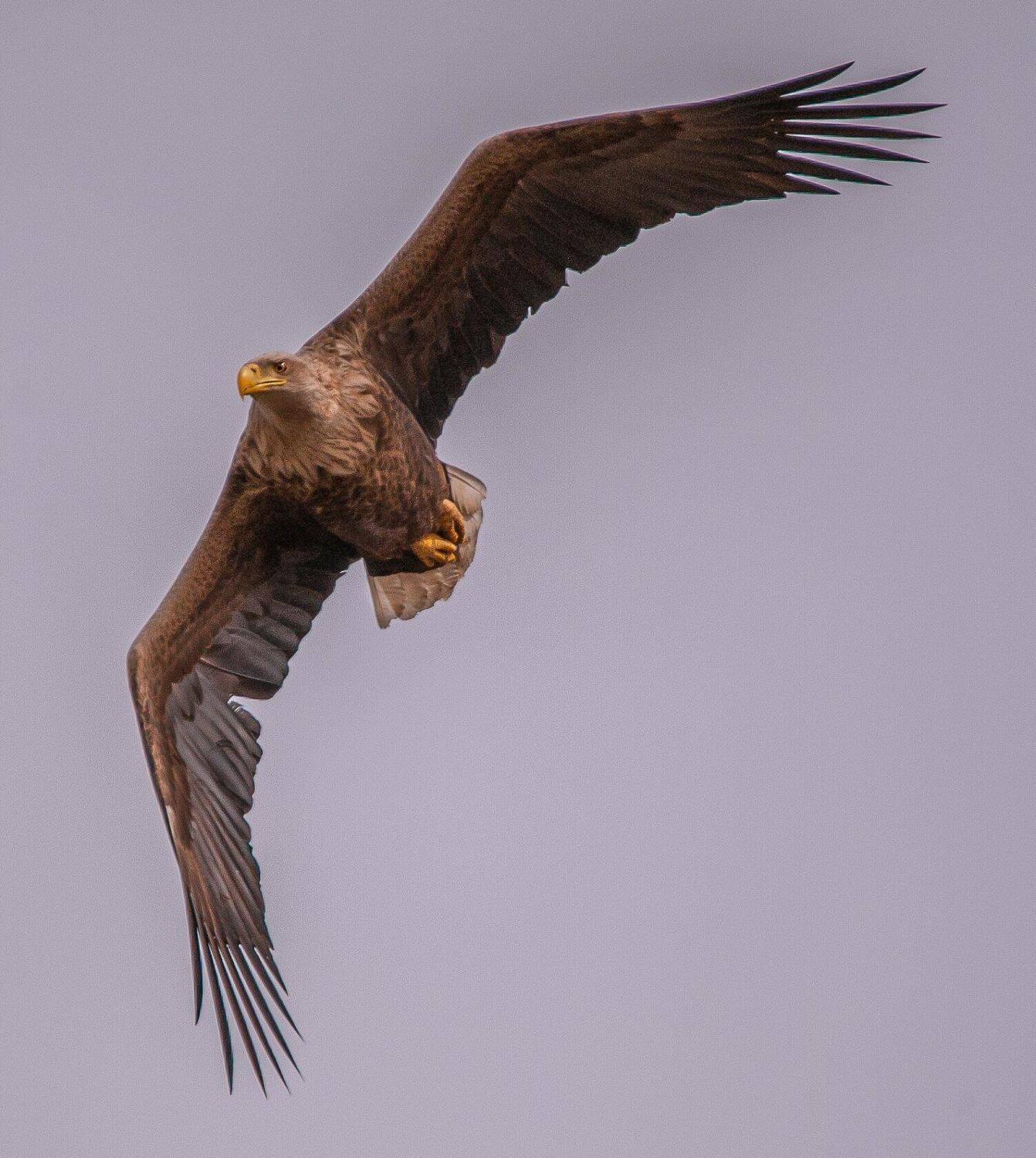 ОРЛАН-БЕЛОХВОСТ. Автор: Сергей цыбизов Астраханская обл.с.КАМЫШОВО, Сергей цыбизов