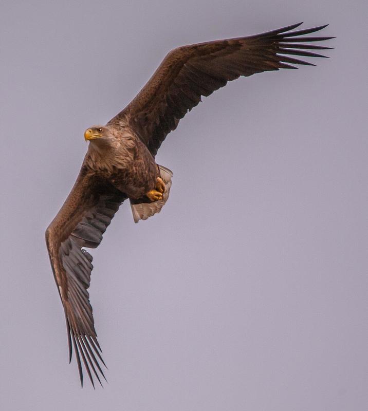 Астраханская обл.с.КАМЫШОВО ОРЛАН-БЕЛОХВОСТphoto preview