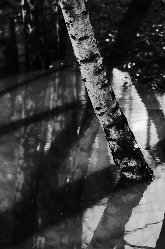 Тон Куросавы.photo preview