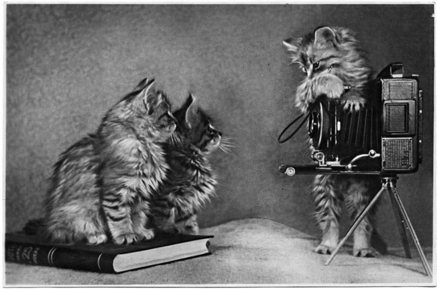 , Razgulyaev Aleksandr