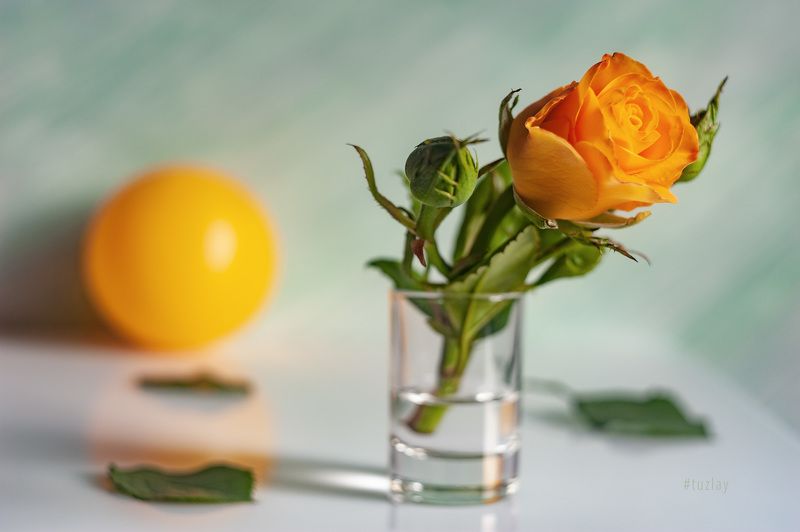 желтая роза, желтый шар, софт фокус Настроение Ундевитphoto preview