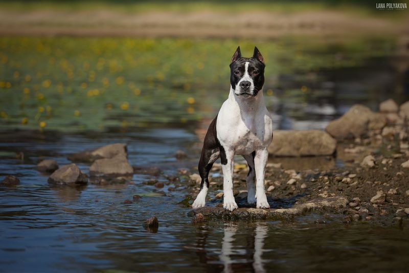 собака, амстафф, аст, американский стаффордширский терьер  Джакаphoto preview