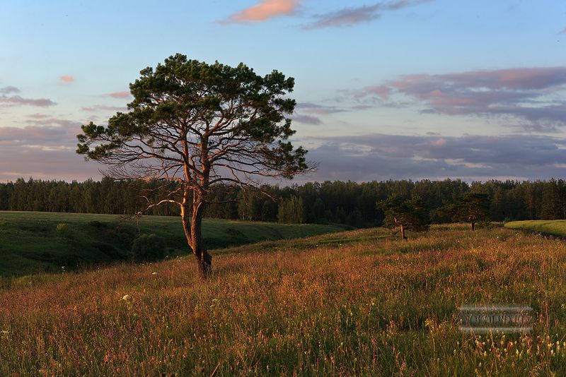 Одинокие жизниphoto preview