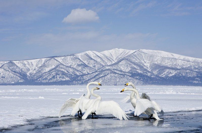 THE SWAN QUARTETphoto preview