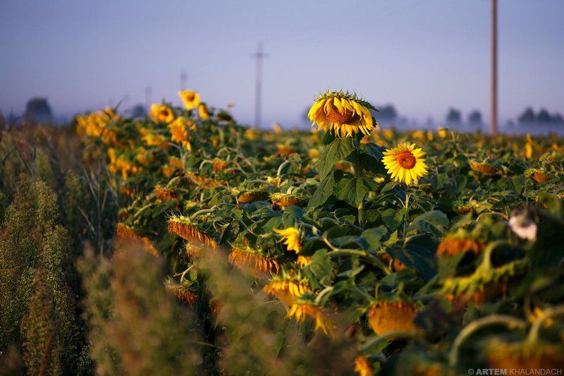 Беларусь, Подсолнечник, Полесье Подсолнечникphoto preview