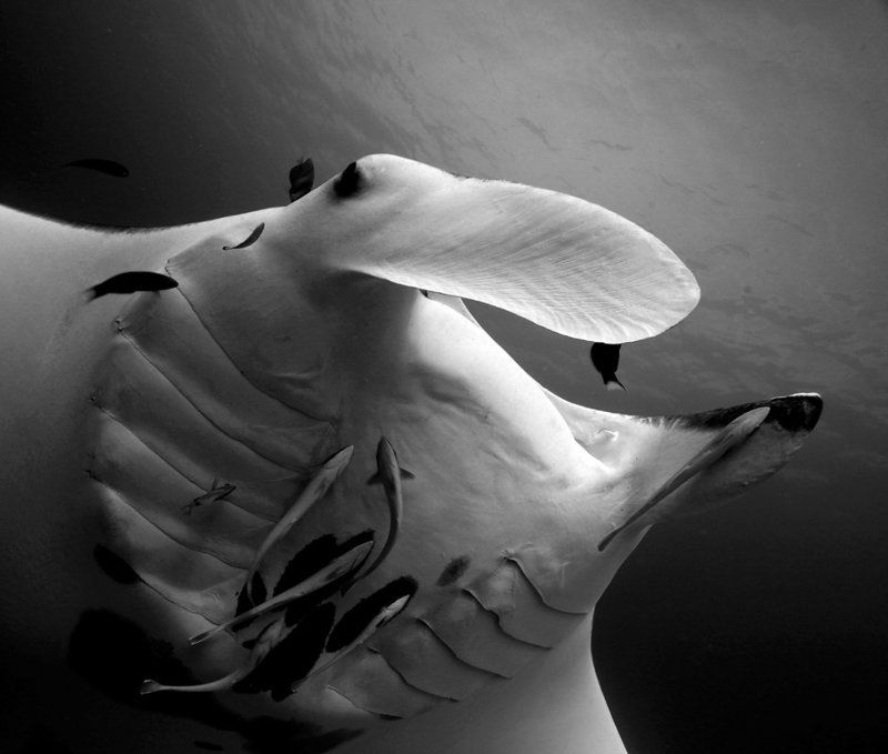 Чёрное и белоеphoto preview