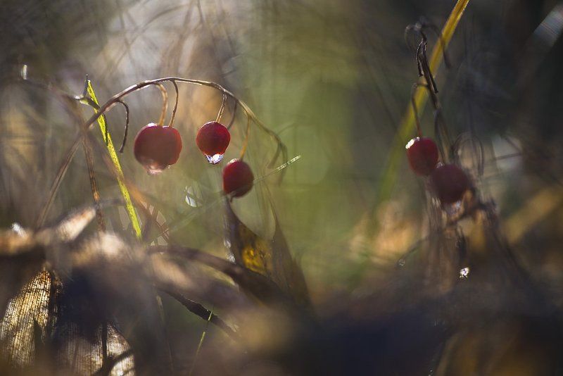 Осенние впечатленияphoto preview