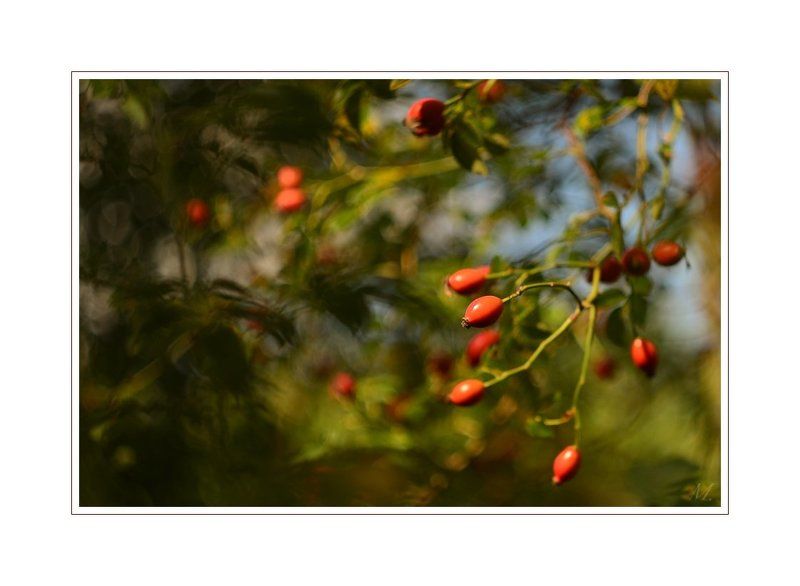 Спящая красавицаphoto preview