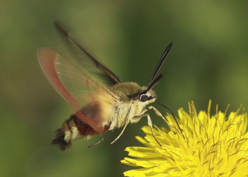 бражник, бражникphoto preview