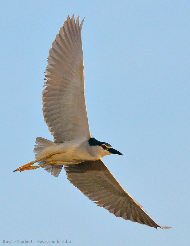 Night Heronphoto preview