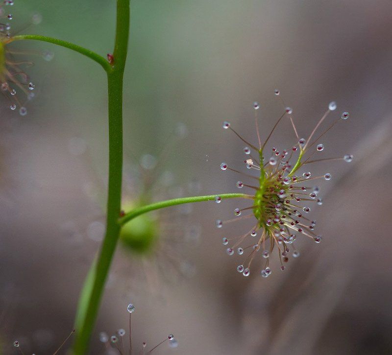 Дросера еще не ужинала.photo preview