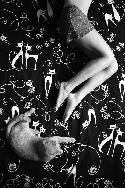 Кошкиphoto preview