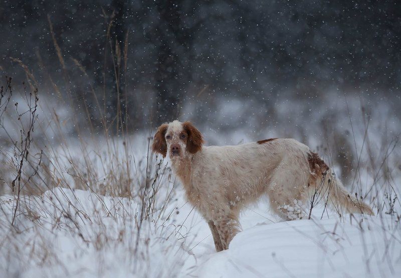 Английский сеттер, Зимняя прогулка, Охота с английским сеттером, Портрет собак, Прогулки с собакой, Саров, Снег, Съемка собак Радость первого снегаphoto preview
