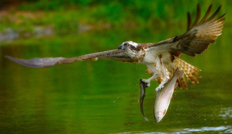 очень кушать хочется...photo preview