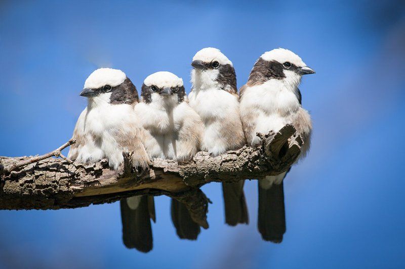 без пятого не начинаем...photo preview