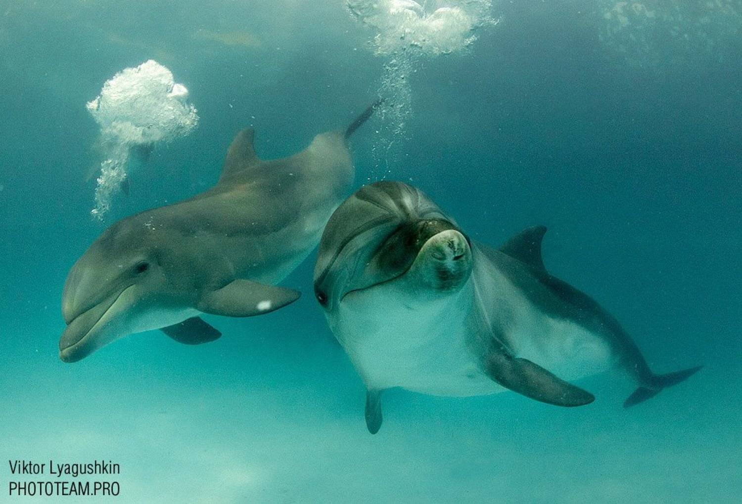 Мы тоже умеем пузыри пускать. Автор: Витя Лягушкин , Витя Лягушкин