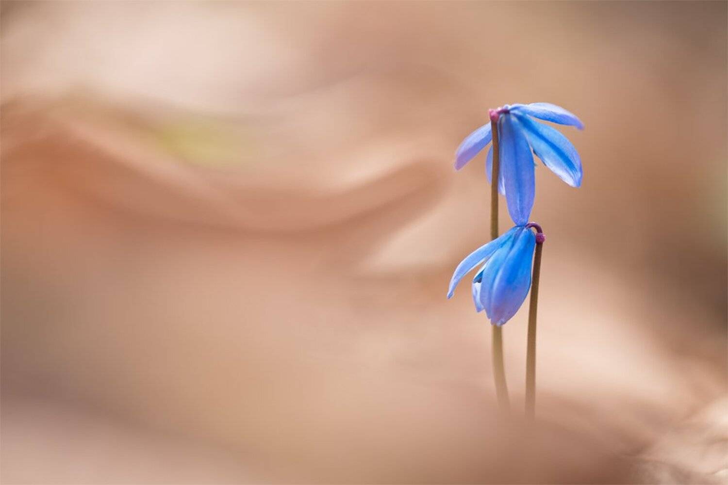 Коснуться любимой.... Автор: Геннадий Мещеряков , Геннадий Мещеряков