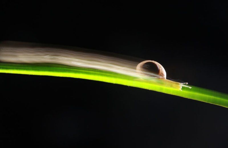 Быстрый Улиткаphoto preview