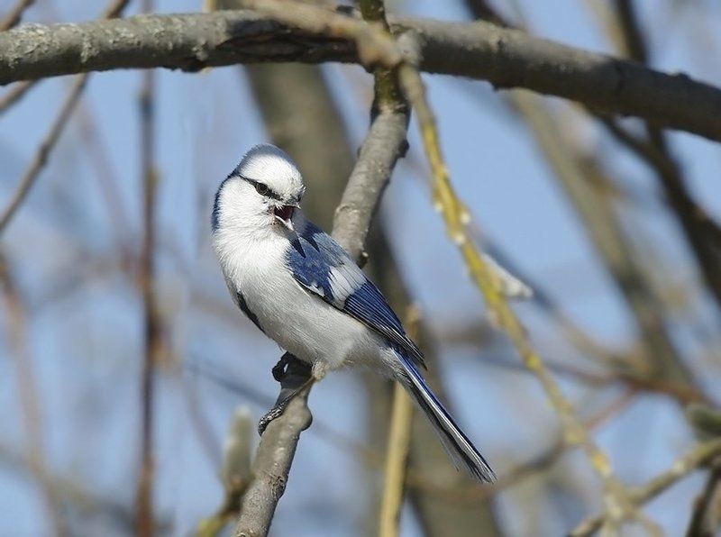 князёк, cyanistes cyanus, azure tit,  paridae, Князёкphoto preview