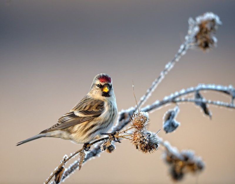 Кокетка фото превью