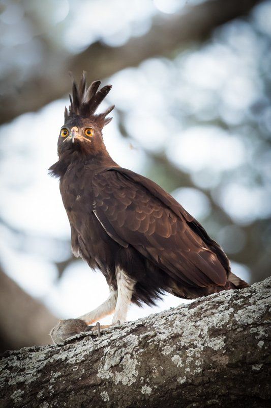 про удачную охоту...  (12+)photo preview