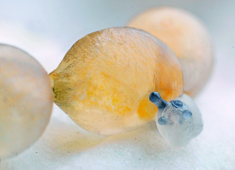 Рождениеphoto preview