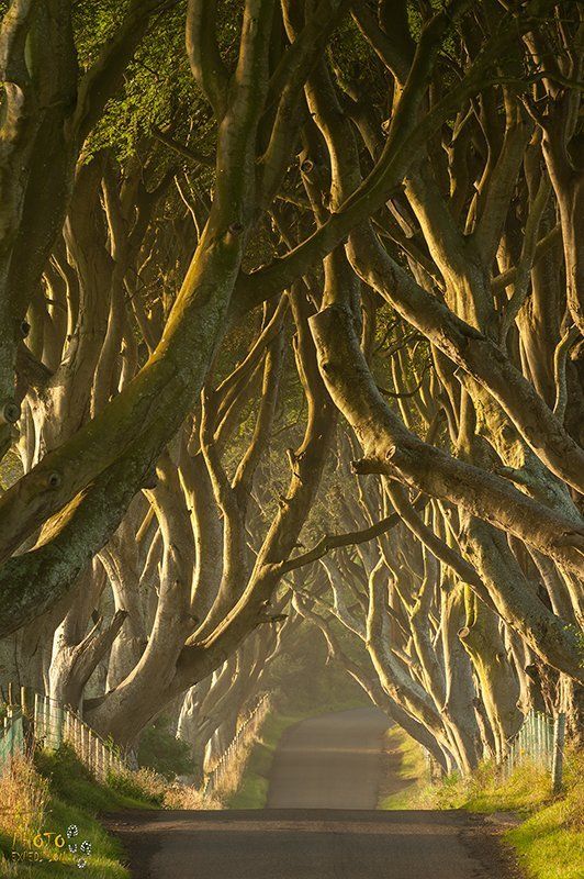 Изгородь, Ирландия, Рассвет, Северная, Темная, Фототур Еще раз о Темной Изгородиphoto preview