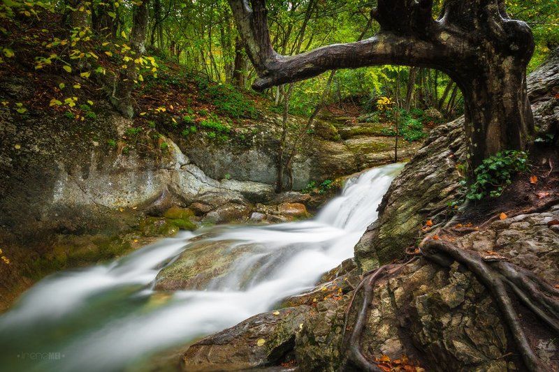 лес, пейзаж, landscape, nature, forest, tree, green, moss, water, river Таинственный Лесphoto preview