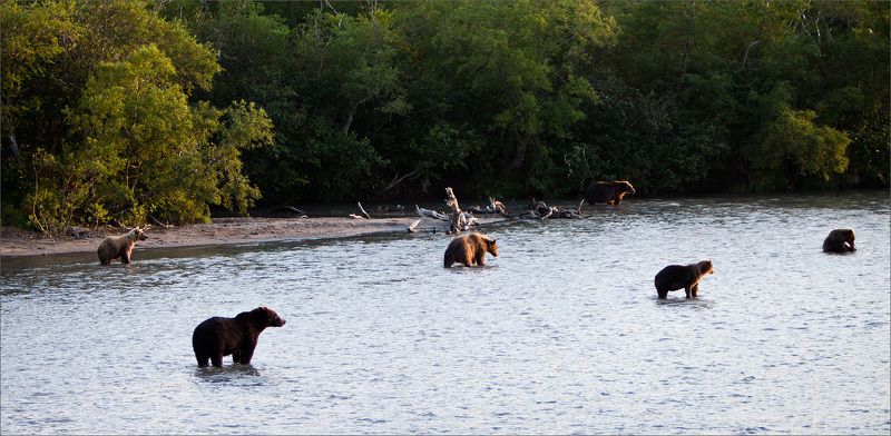 Камчатка Вечерний клёв фото превью