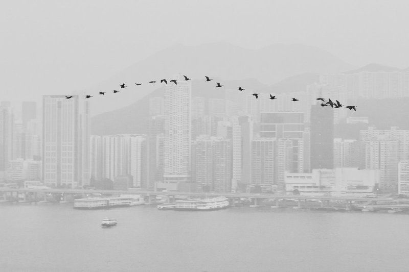 про тайную жизнь мегаполиса...photo preview