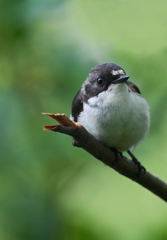 На стрёме! ;)photo preview