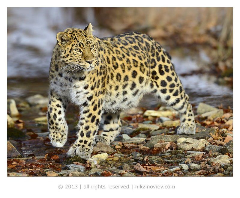 Дальневосточный леопард, Дикая природа россии, Красная книга, Николай  зиновьев Российский леопардphoto preview