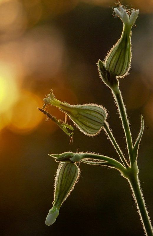 закат В засадеphoto preview