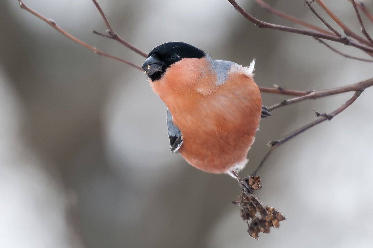 , Александр Абросимов