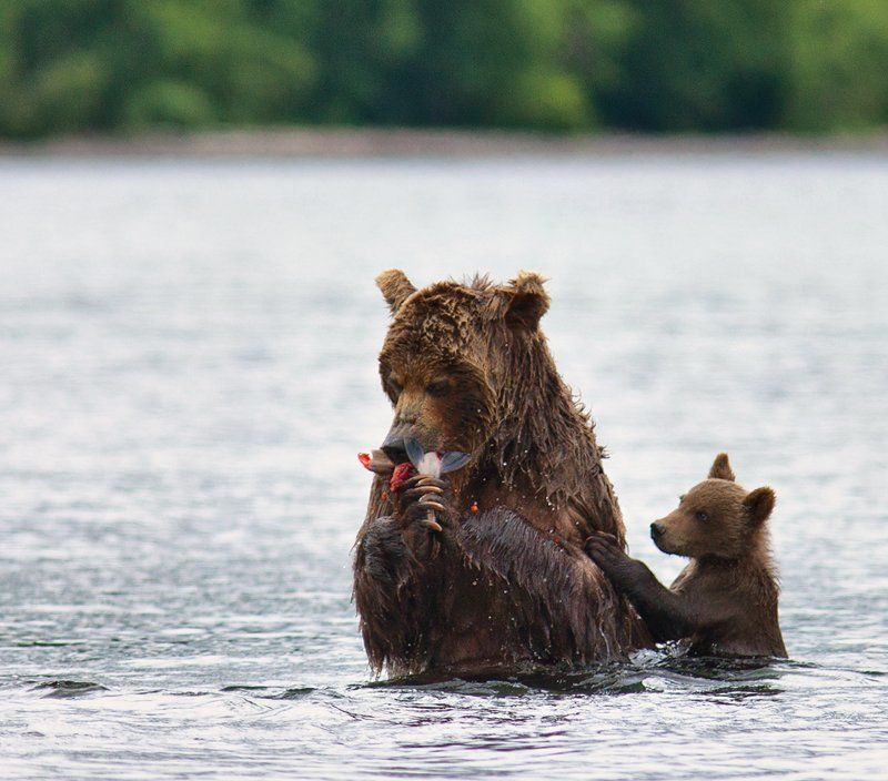 бурый, забуревший. медведь А мамка слушает, да ест!photo preview
