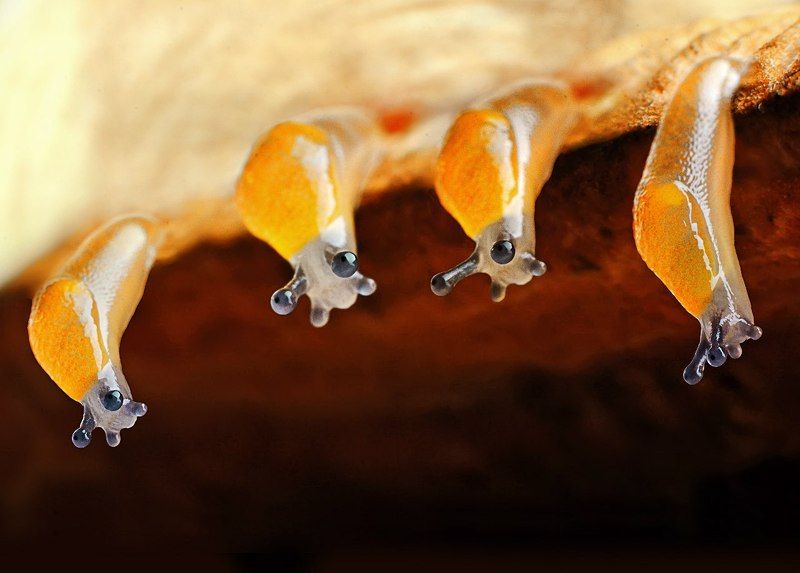 Слизняк, Слизняки ясельки) два часа жизни слизнямphoto preview