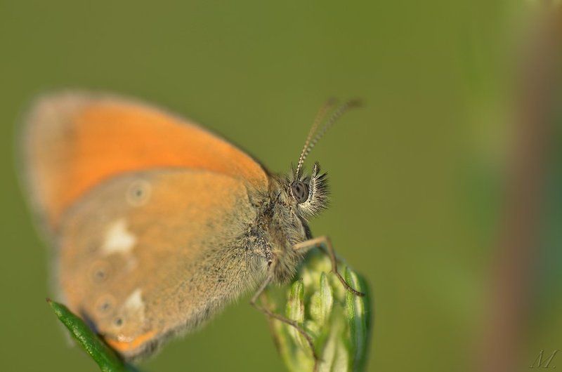 остальныеphoto preview