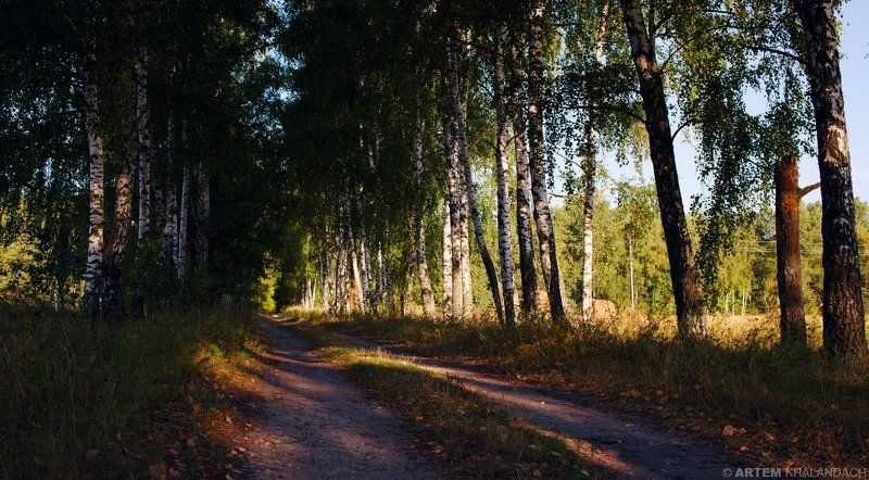 Беларусь, Полесье Березовая дорожкаphoto preview