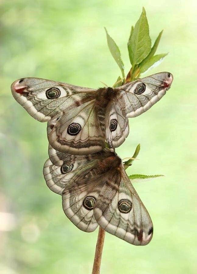 , Сергей Таланов