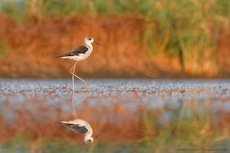 Autumn walkphoto preview