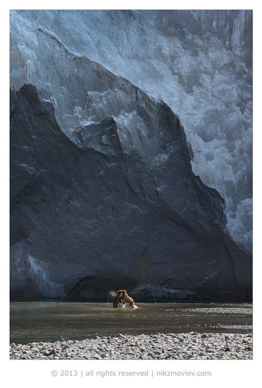 Борьба, Бурый медведь, Южно камчатский заказник Про относительность размеровphoto preview