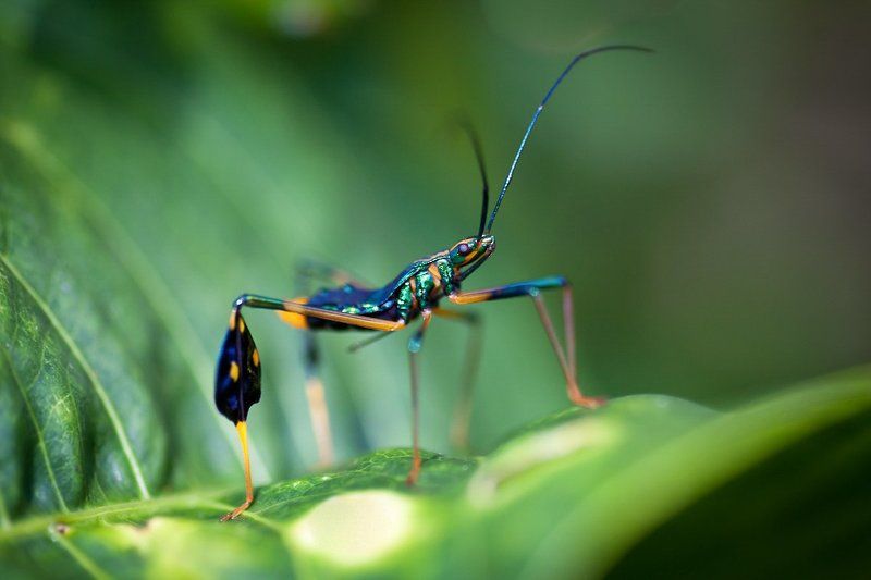 про модные галифе...photo preview