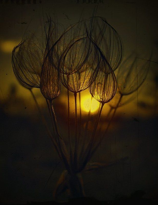 wake,macro,sony,elevenart,magneticfoil,phase STYLERphoto preview