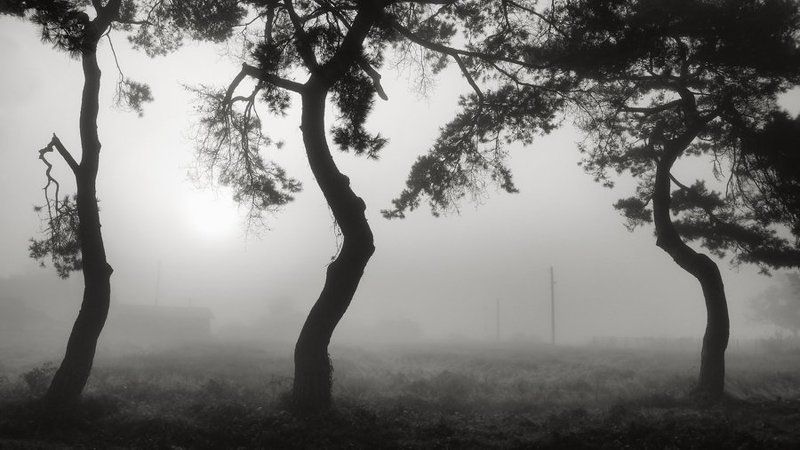 pine grovephoto preview